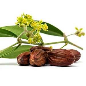 Jojoba