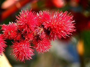 Ricinový olej Skočec Obecný