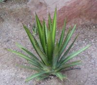 sisal