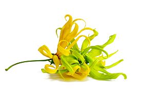Ylang Ylang